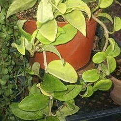 Joya Plant And More.