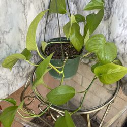 HERMOSAS PLANTAS NATURALES “GOLDEN POTHOS PLANT 
