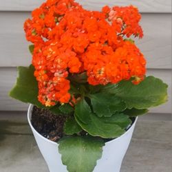 Kalanchoe Succulent Plant (B( 