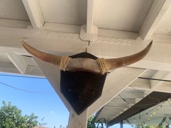 Bull Horns