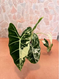Alocasia Frydek Variegated Plant - 6inch