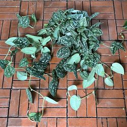 Satin Pothos Scindapsus Pictus Argyraeus Trailing plant 