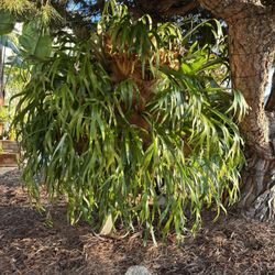 X Large Staghorn Fern