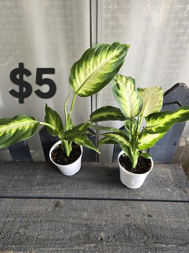 Dieffenbachia Plants