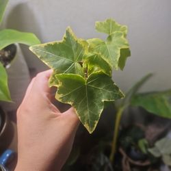 Verigated Ivy 