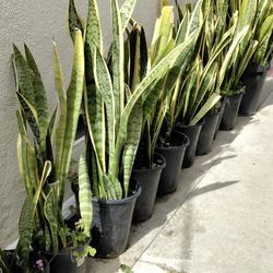 Snake Plants - 2 for $25 -  3ft tall
 / $10 each if you buy 4 or more