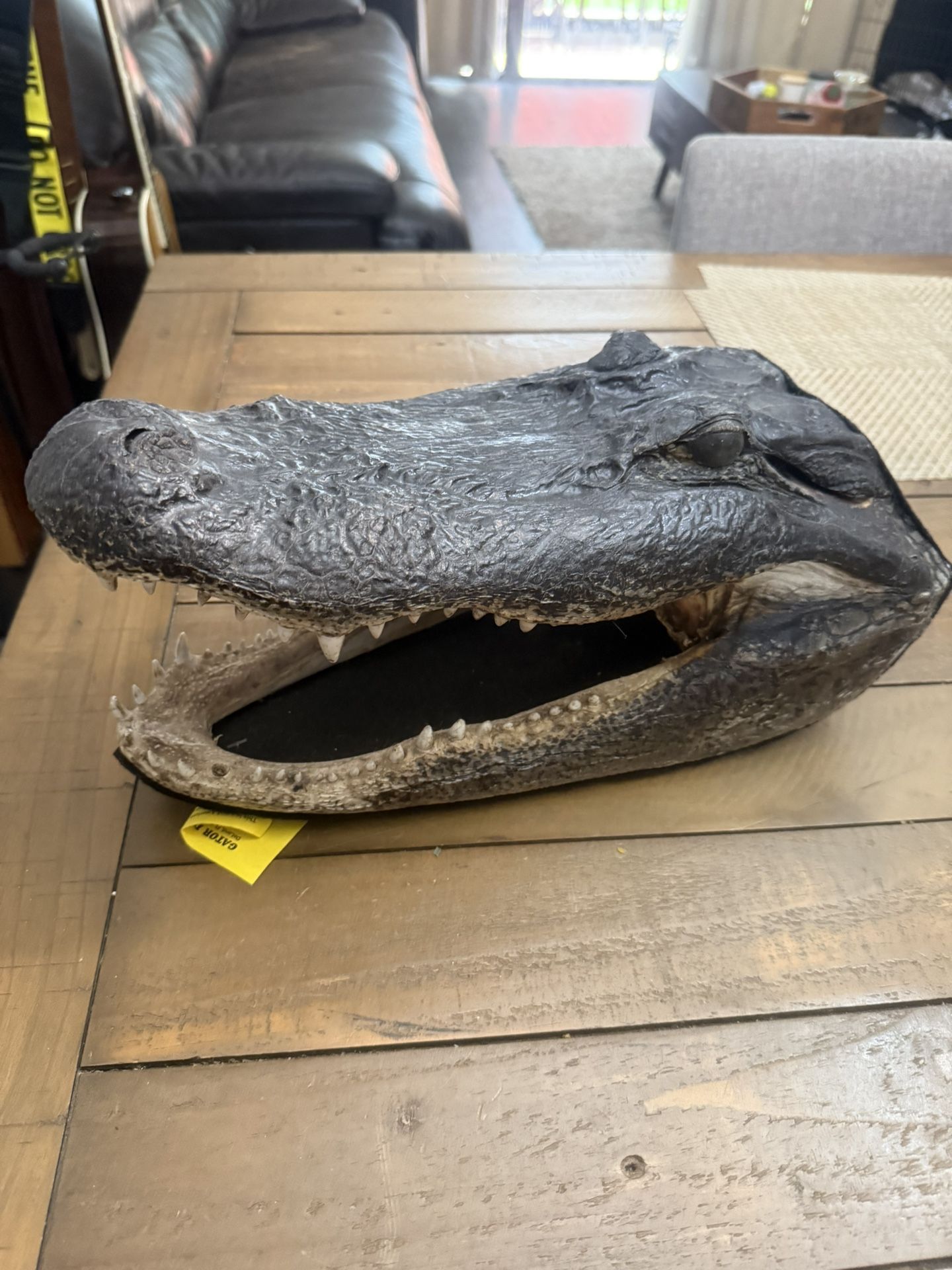 Gator Head