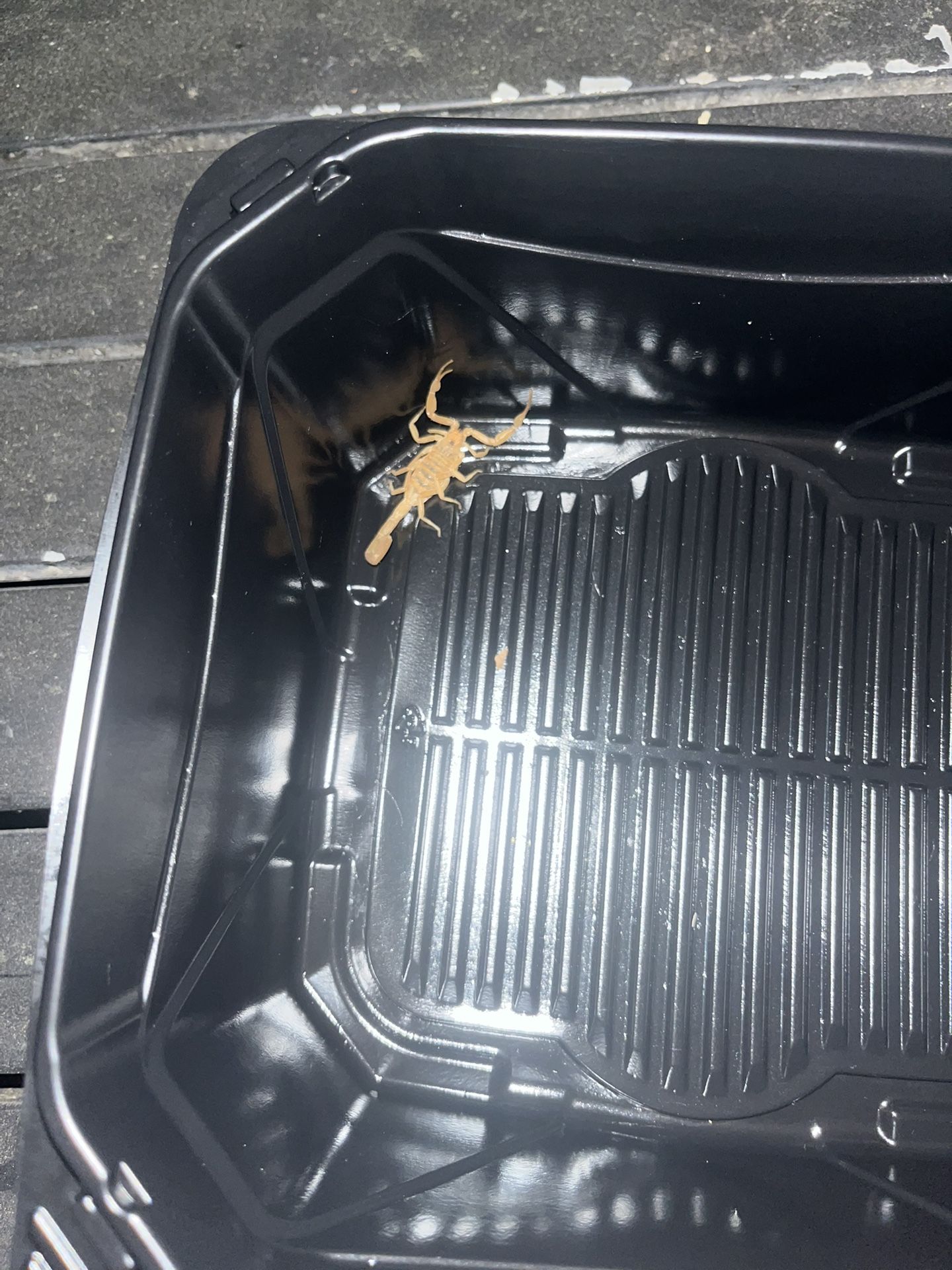 Brown Striped Tail Baby Scorpion