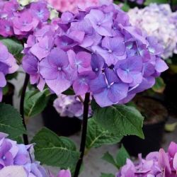 Onyx Peacock Hydrangea Bushes —