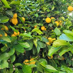 Organic  Lemons