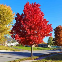 Red Maple Tree