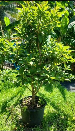 Loquat. Níspero