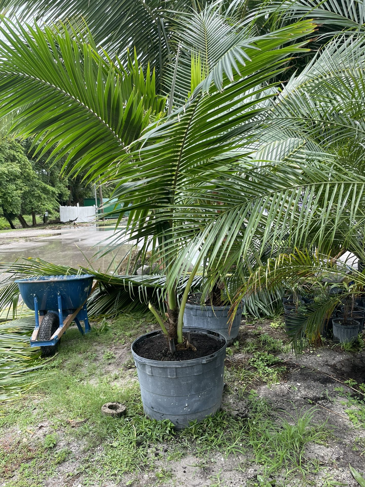 Coconut Palm for Sale in Cape Coral, FL OfferUp