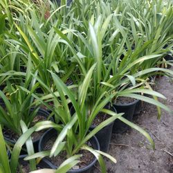 Agapanthus Flowers- Flores 