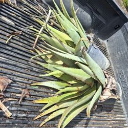 Aloe Vera Plant