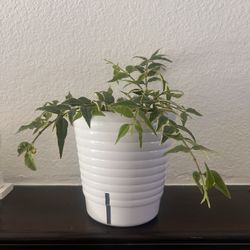 Hoya Bella Variegated  