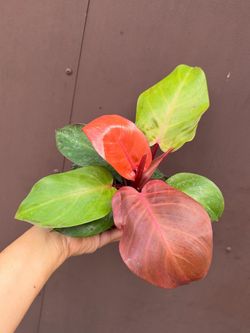 4” philodendron red cherry