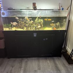 80 Gallon Fish Tank 