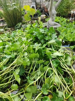 Pennywort pond plant