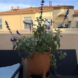 Pretty Purple Plant w/ Pot