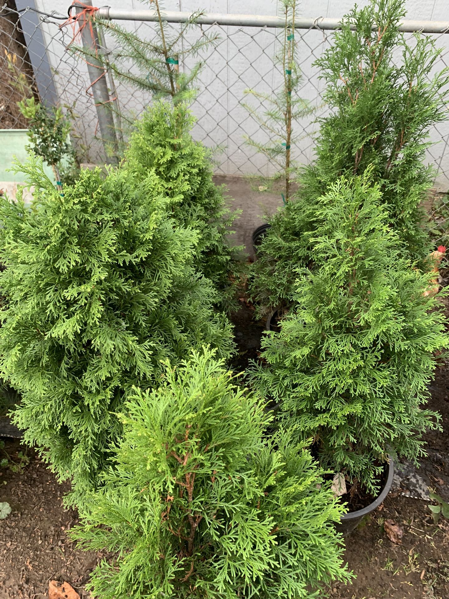 2-3 F Arborvitae Trees 