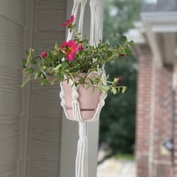 Macrame Hanger With Plants