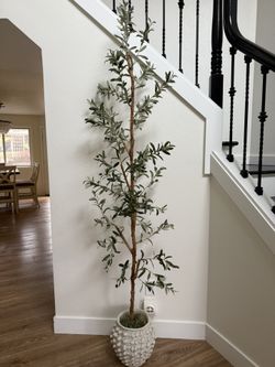 Olive Tree 7 Ft