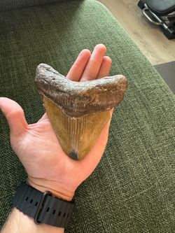 Megalodon Tooth