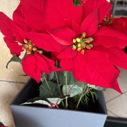 Poinsettia