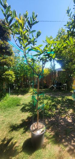 Pineapple Guava Tree