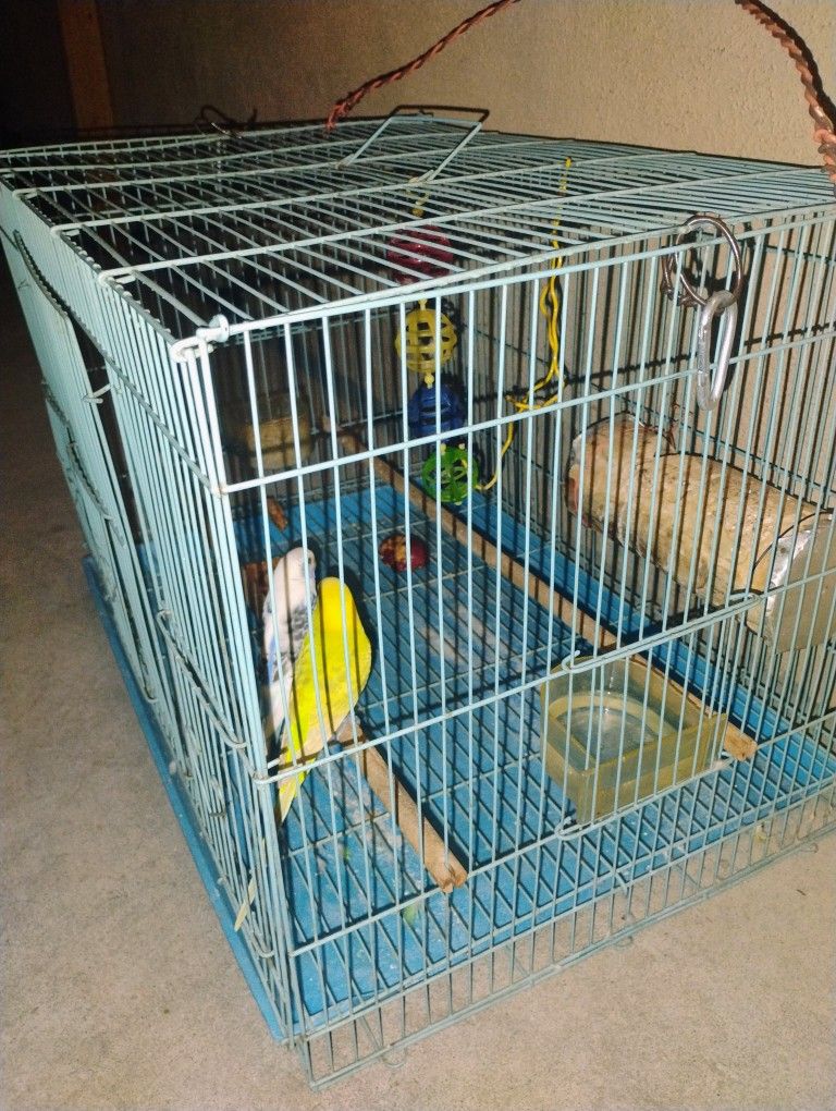 Bird Cage