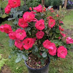 Outdoor rose 
