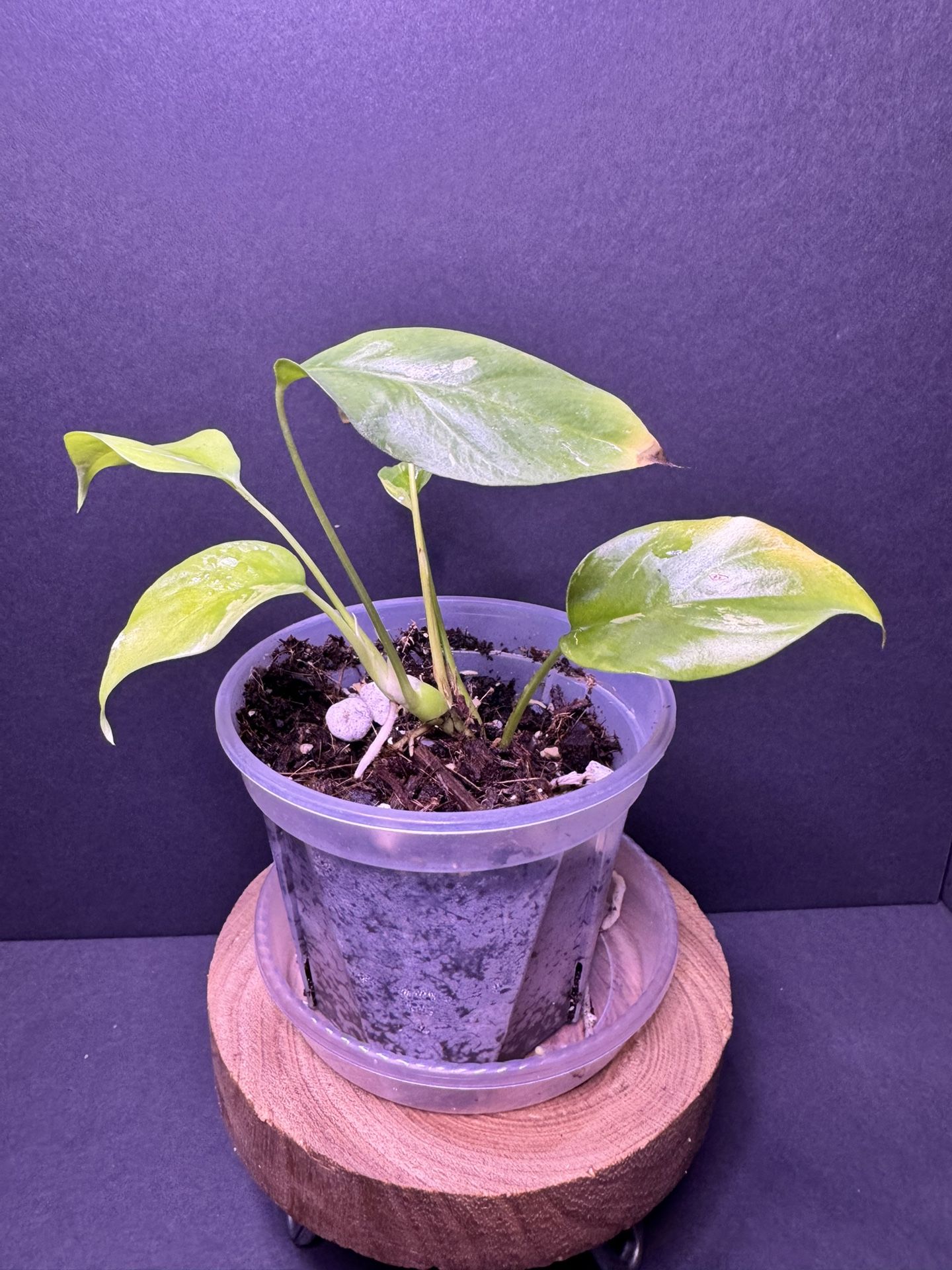 Rhaphidophora Tetrasperma Variagated (mini Monstera)