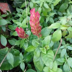 Shrimp Flowering Plants For Hummingbirds Buttrrflies Potted Plant