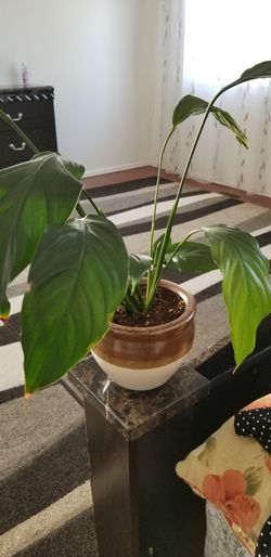 White Premium Sympathy Peace Lily - Indoor Plants House