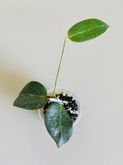 Hoya Patella Pink