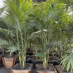 King Palm Trees