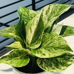 Marble Queen Pothos