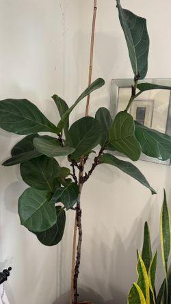 Fiddle leaf