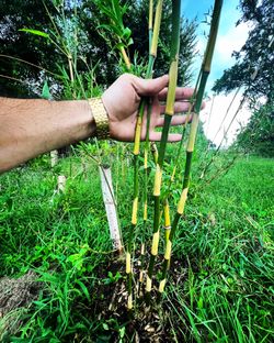 CLUMPING Bamboo