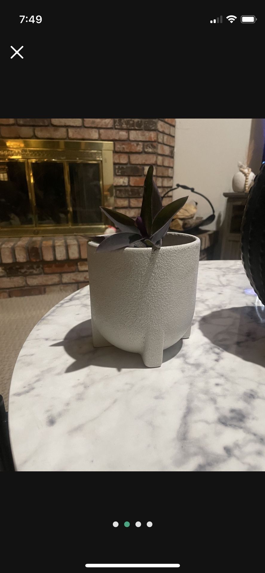 Purple Heart Jew Plant/ceramic Pot