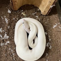 Snakes And Tarantulas