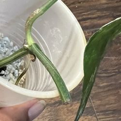 Variegated Epipremnum Albo One Leaf Plant Cutting With New Growth 