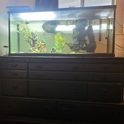 40 Gallon Fish Tank