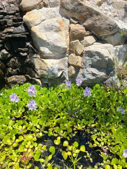 Water hyacinths