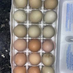 Fresh Laid Eggs