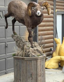 Life-Size Bighorn Sheep Taxidermy Pedestal Mount