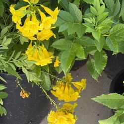 🩷SUPER HEALTHY,Lush & FULL, pot Of YELLOW Bells,”Attract To HUMMINGBIRDS 🩷