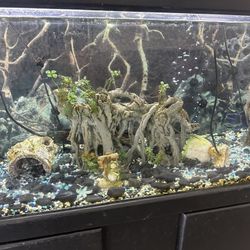 Fish Tank Everything MUST Go