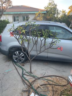 Very large Kauka Wilder plumeria cutting. Instant tree 5.5 ft tall 6.5 ft wide. Great shape